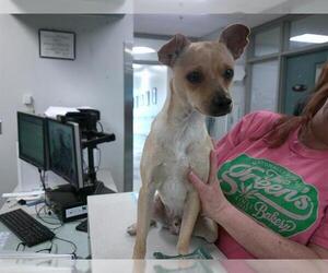 Chihuahua Dogs for adoption in Oklahoma City, OK, USA