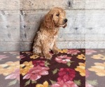 Small #16 Goldendoodle mix (+ Poodle Miniature)