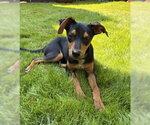 Small #1 Rat Terrier Mix