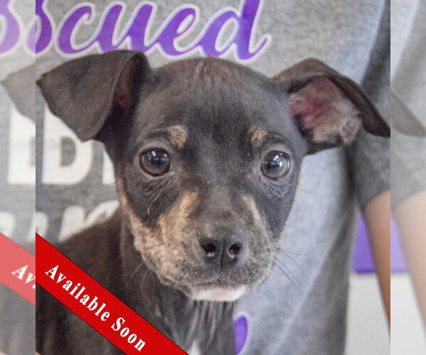 Medium Photo #1 Jack Russell Terrier-Unknown Mix Puppy For Sale in Huntley, IL, USA