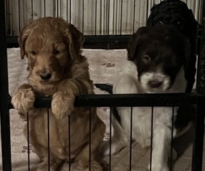 Goldendoodle Puppy for sale in SPARTANBURG, SC, USA