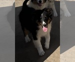Small #30 Shetland Sheepdog