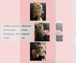 Yorkie Puppy - Female Yorkshire Terrier Puppy for Sale - Small photo