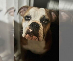 Bulldog Dogs for adoption in Sanford, FL, USA