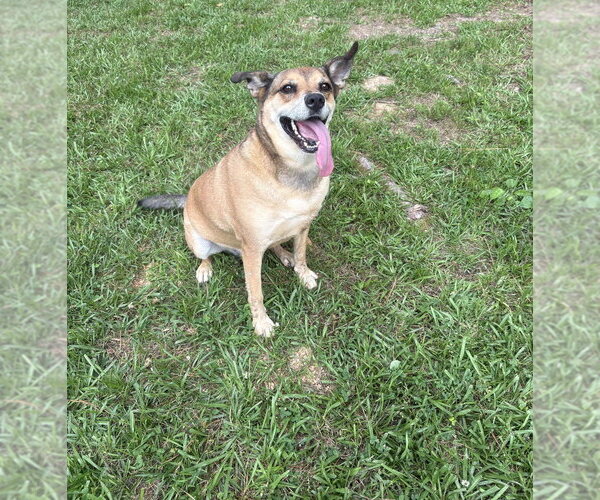 Medium Photo #2 Carolina Dog-Unknown Mix Puppy For Sale in Boston, MA, USA