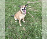 Small #1 Carolina Dog Mix