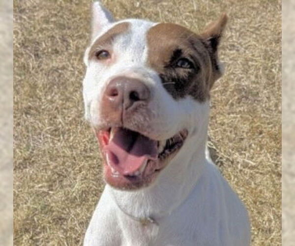 Medium Photo #3 American Foxhound-Unknown Mix Puppy For Sale in Houston, TX, USA