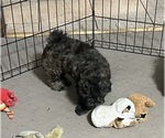 Small Photo #7 Shih-Poo Puppy For Sale in GLOUCESTER, VA, USA