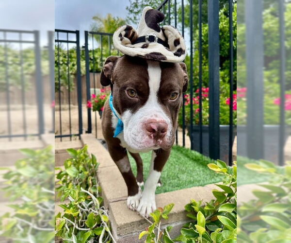 Medium Photo #5 American Pit Bull Terrier-Unknown Mix Puppy For Sale in Redlands, CA, USA