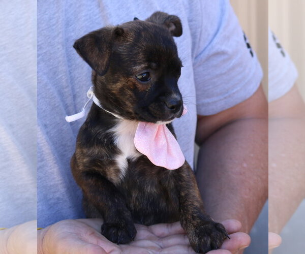 Medium Photo #3 Chihuahua-Unknown Mix Puppy For Sale in Bandera, TX, USA