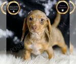 Puppy Trixie ACA Dachshund