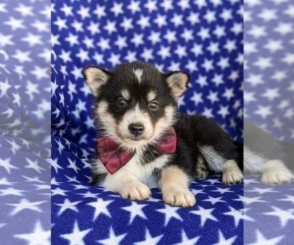 Medium Photo #5 Pomsky Puppy For Sale in EPHRATA, PA, USA