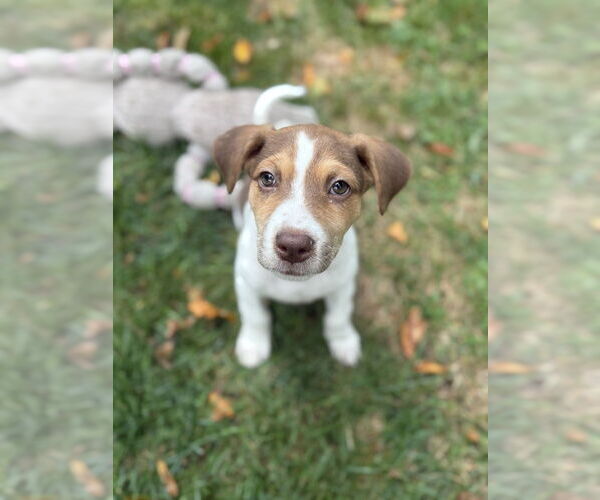 Medium Photo #4 Borador Puppy For Sale in Brewster, NY, USA