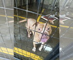 Small #4 Bulldog Mix