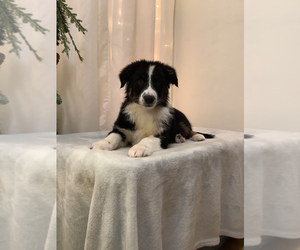 Australian Shepherd Puppy for sale in HILLSBORO, WI, USA