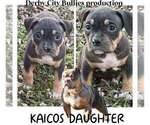 Puppy Puppy 3 American Bully