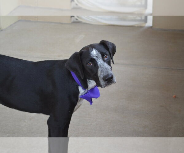 Medium Photo #1 Mutt Puppy For Sale in McKinney, TX, USA