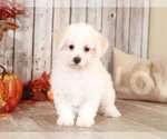 Small Photo #1 Poodle (Miniature) Puppy For Sale in MOUNT VERNON, OH, USA