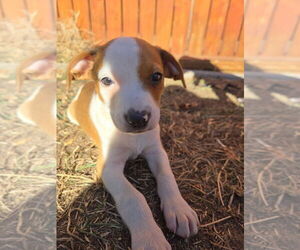 Labrador Retriever-Unknown Mix Dogs for adoption in Lakewood, CO, USA