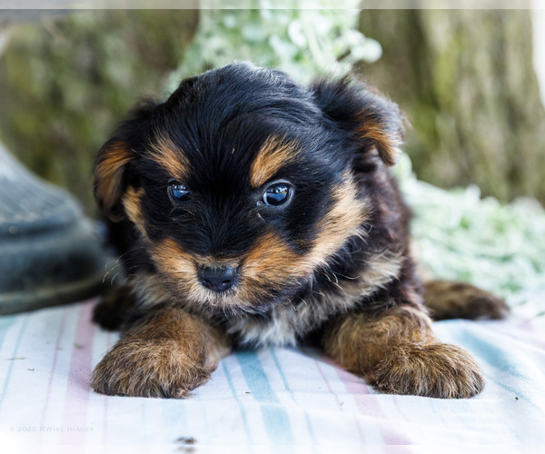 Medium Photo #19 Yoranian Puppy For Sale in WAKARUSA, IN, USA