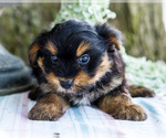Small Photo #19 Yoranian Puppy For Sale in WAKARUSA, IN, USA