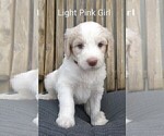 Puppy Light Pink Pyredoodle