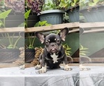 Small #6 French Bulldog