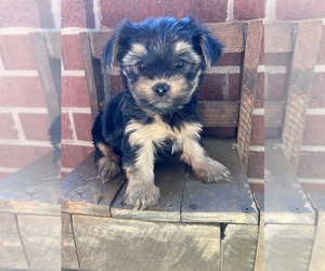 Yorkshire Terrier Puppy for Sale in PARIS, Texas USA