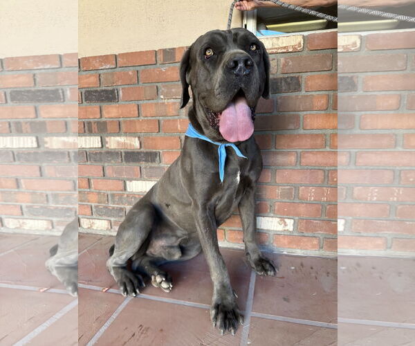 Medium Photo #9 Mutt Puppy For Sale in Goodyear, AZ, USA