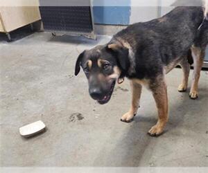 Chinese Shar-Pei-German Shepherd Dog Mix Dogs for adoption in Camarillo, CA, USA