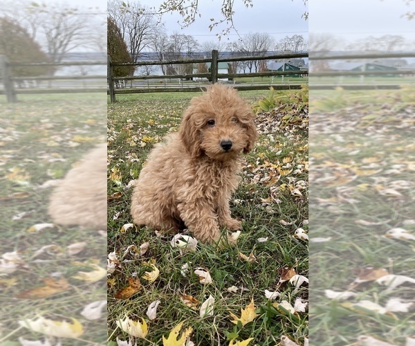 Medium Photo #2 Poodle (Toy) Puppy For Sale in CANOGA, NY, USA