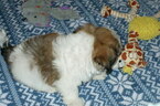 Small Photo #3 Zuchon Puppy For Sale in ORO VALLEY, AZ, USA