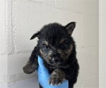 Small #1 German Shepherd Dog