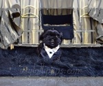 Small Photo #23 Shih Tzu Puppy For Sale in HAYWARD, CA, USA