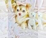 Small #4 Chihuahua