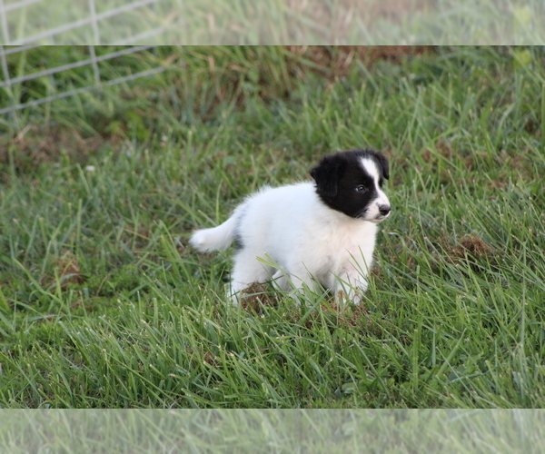 Medium Photo #16 Border Collie Puppy For Sale in BLOOMINGTON, WI, USA