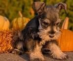 Small Photo #17 Schnauzer (Miniature) Puppy For Sale in GOSHEN, IN, USA
