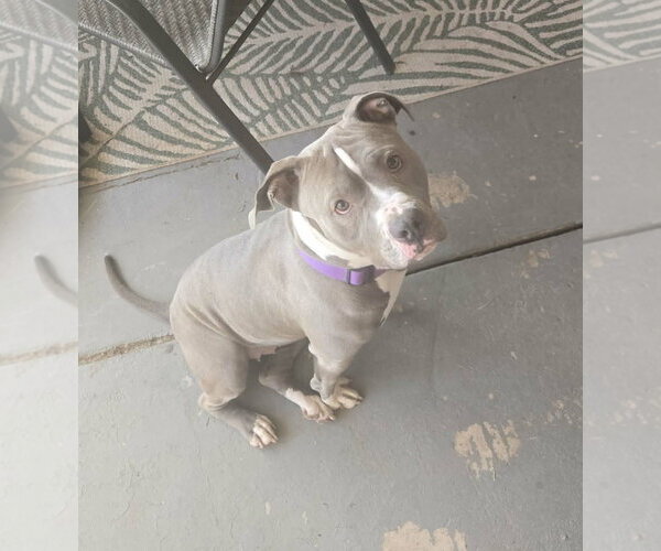 Medium Photo #1 American Pit Bull Terrier Puppy For Sale in phoenix, AZ, USA