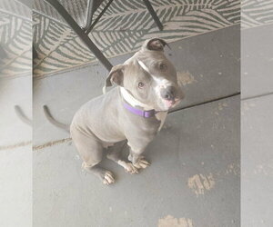 American Pit Bull Terrier Dogs for adoption in phoenix, AZ, USA