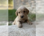 Small Photo #13 Golden Retriever Puppy For Sale in FORDLAND, MO, USA