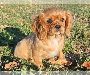 Cavalier King Charles Spaniel Puppy for sale in PROVIDENCE, RI, USA