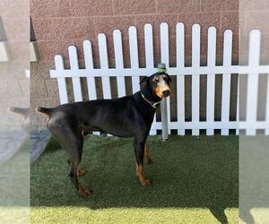 Doberman Pinscher Dogs for adoption in Modesto, CA, USA