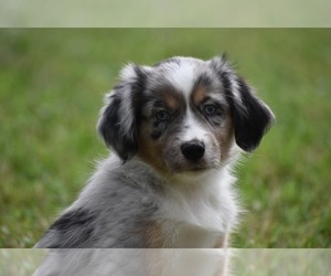 Miniature Australian Shepherd Puppy for sale in PALM COAST, FL, USA