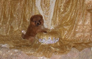 Pomeranian Puppy for sale in BONHAM, TX, USA