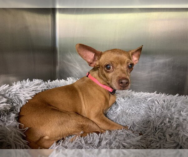 Medium Photo #1 Chihuahua-Unknown Mix Puppy For Sale in Grand Prairie, TX, USA