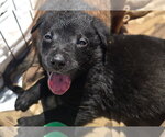 Small #1 German Shepherd Dog Mix