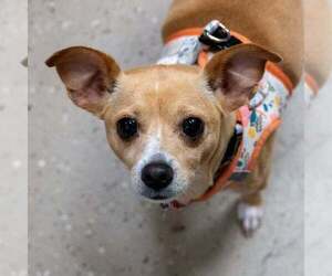 Chihuahua Dogs for adoption in Mundelein, IL, USA