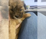 Puppy Female B Morkie