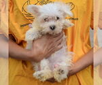Small #3 Maltese