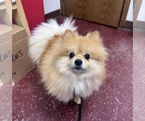 Medium Photo #7 Pomeranian Puppy For Sale in Fargo, ND, USA
